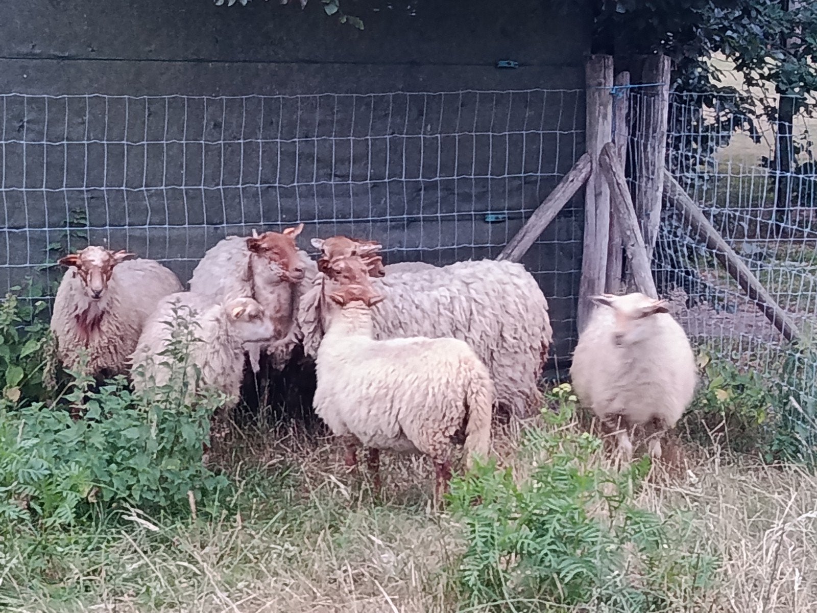 houtlander schapen