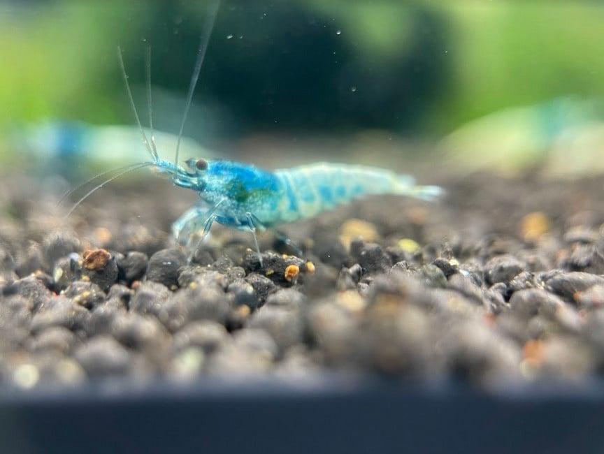 Neocaridina garnalen (blauw, rood & rood-wit), Dieren en Toebehoren, Kreeft, Krab of Garnaal, Zoetwatervis, Schoolvis