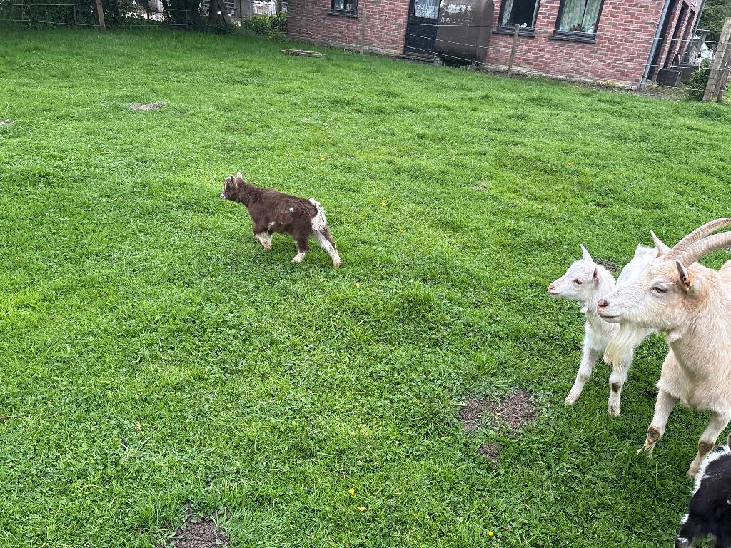 Une chevrette et un chevreau nain, Plusieurs animaux, Chèvre, 0 à 2 ans