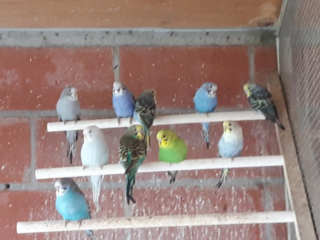 Grasparkieten, Meerdere dieren, Parkiet