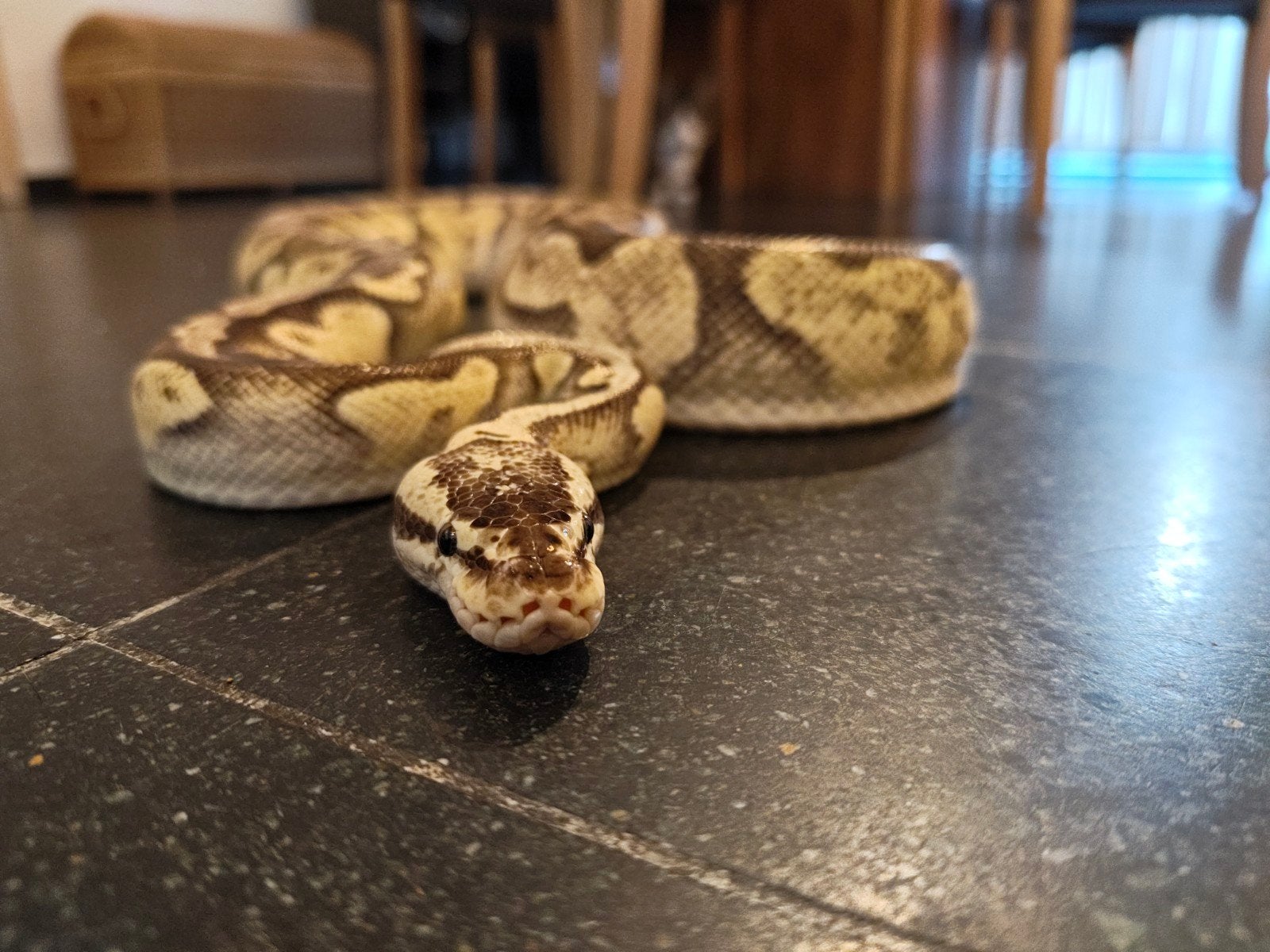 ballpython/koningspython/pythonregius, Animaux & Accessoires, Reptiles & Amphibiens