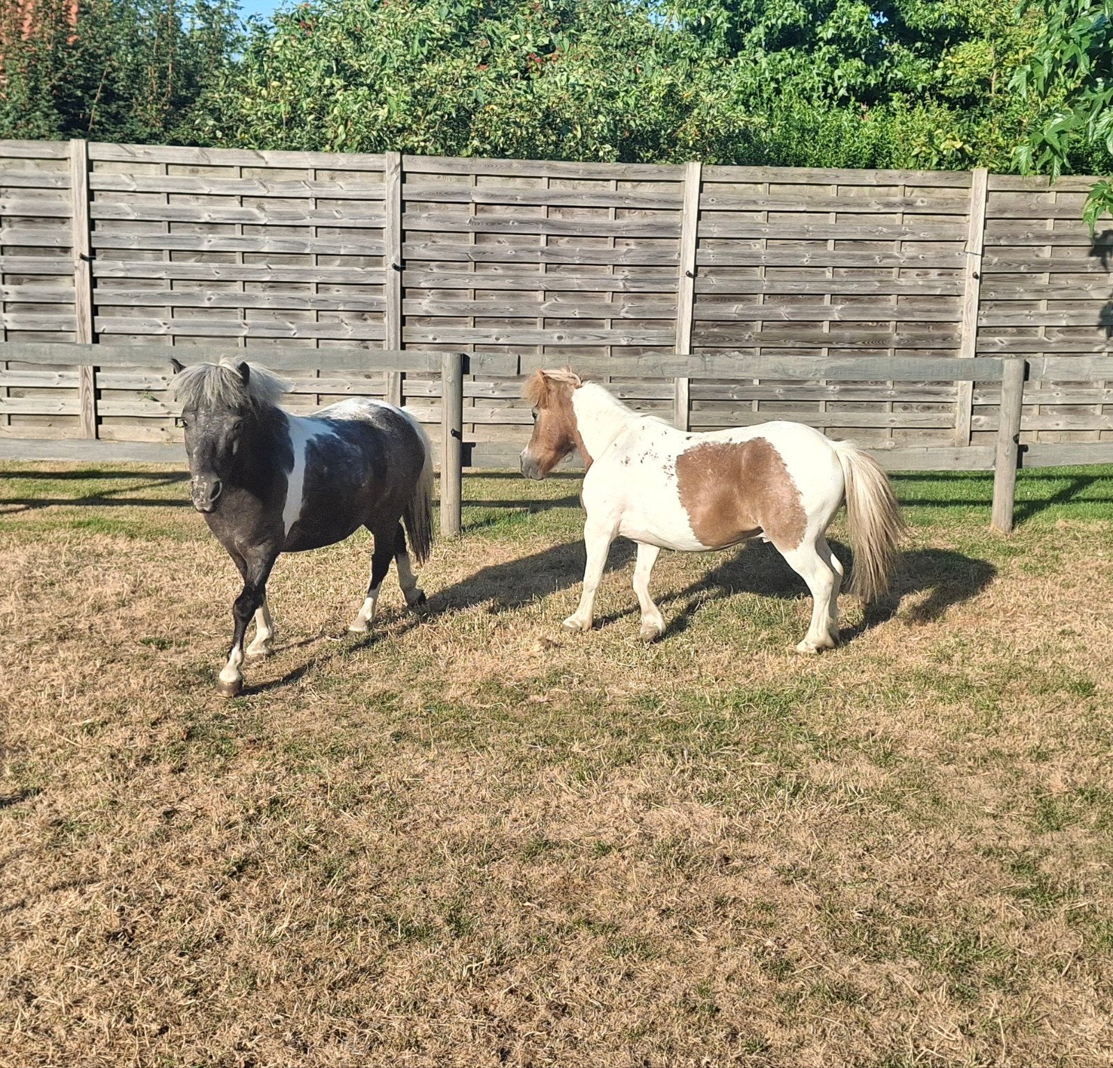 2 jardins abritent un groupe de poneys, Animaux & Accessoires, Poneys