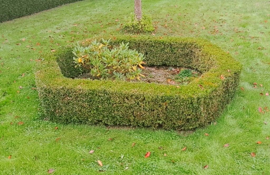 Haie de buis 40 cm ., Enlèvement, Buis, Haie