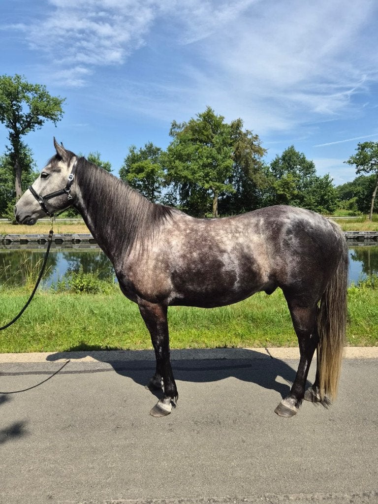 Zeer lieve ruin, Dieren en Toebehoren, Paarden, Gechipt, Ruin, Zadelmak, 3 tot 6 jaar