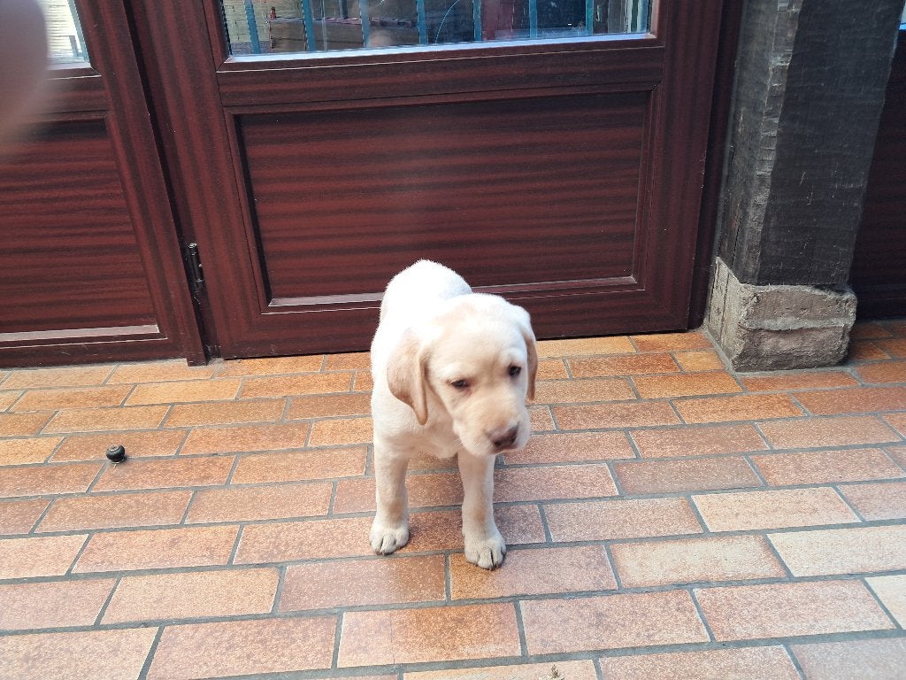 labrador pup, Dieren en Toebehoren, België, Particulier, Reu, 8 tot 15 weken