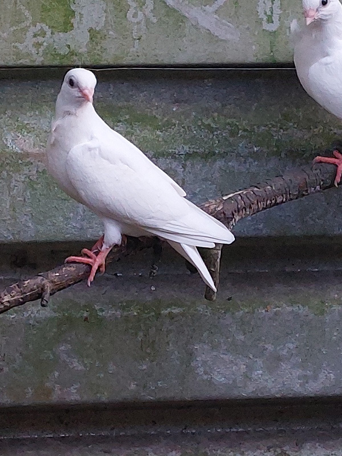 figurita duivin 2026, Animaux & Accessoires, Oiseaux | Pigeons, Femelle, Autres espèces