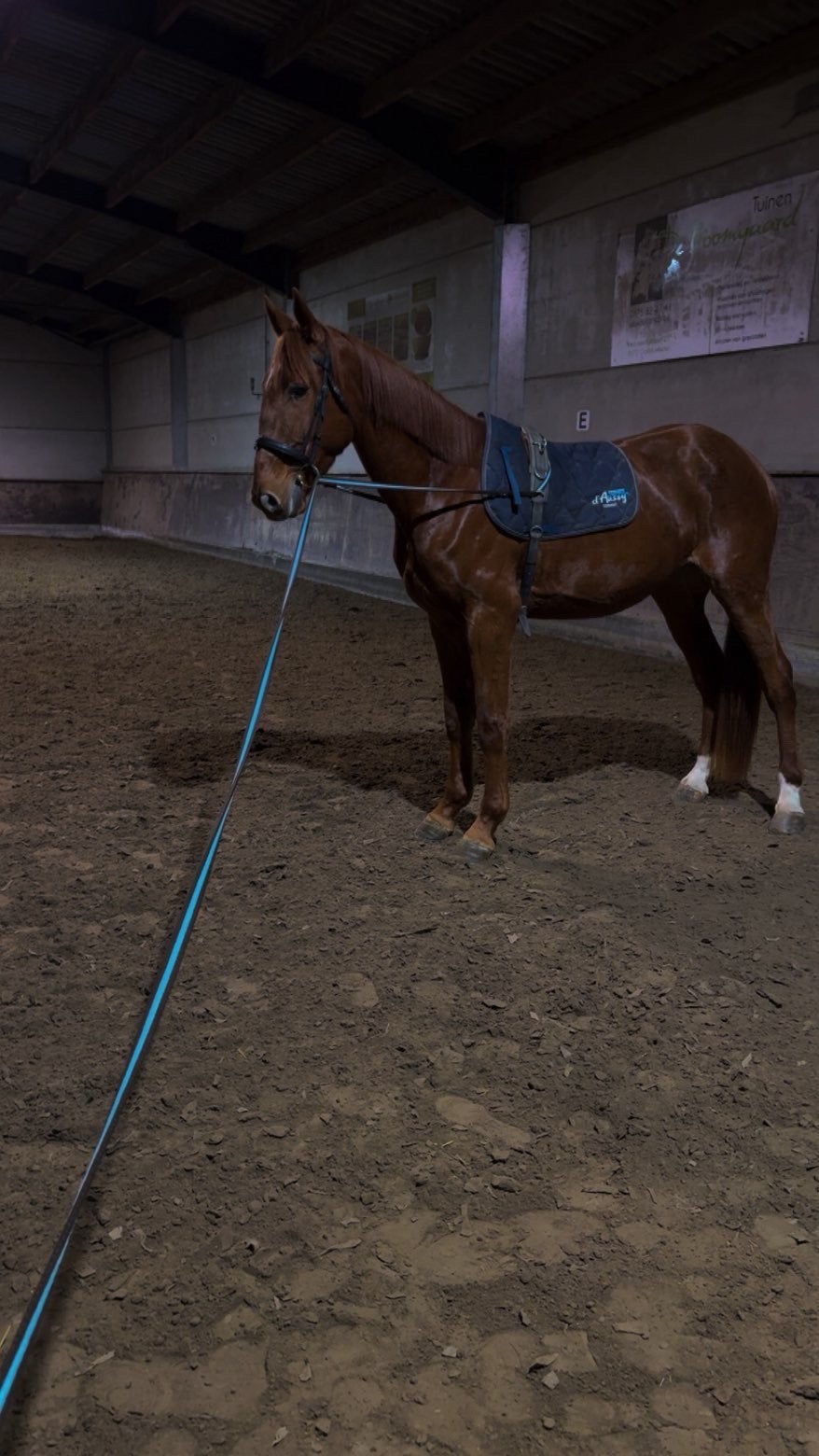 Ruin, Hongre, Avec pedigree, L, Cheval de saut