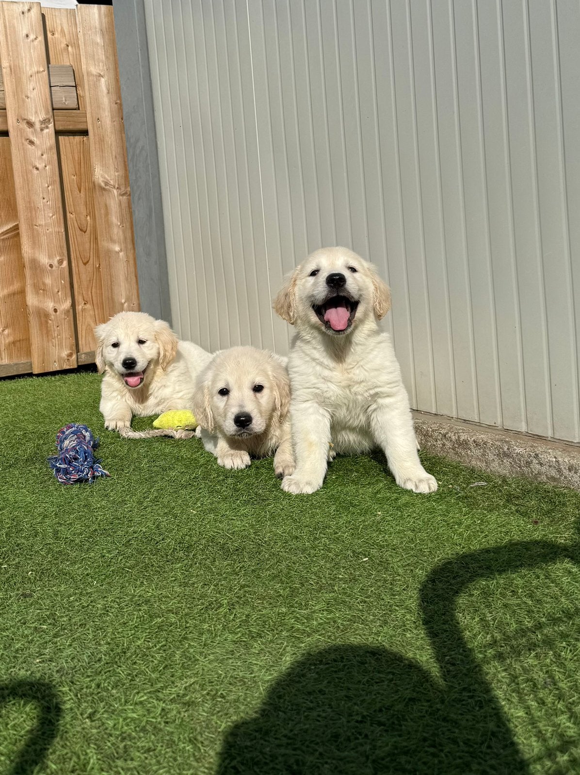 Mooie golden retriever pups, Dieren en Toebehoren, Honden | Retrievers, Spaniëls en Waterhonden, Meerdere dieren, Golden retriever