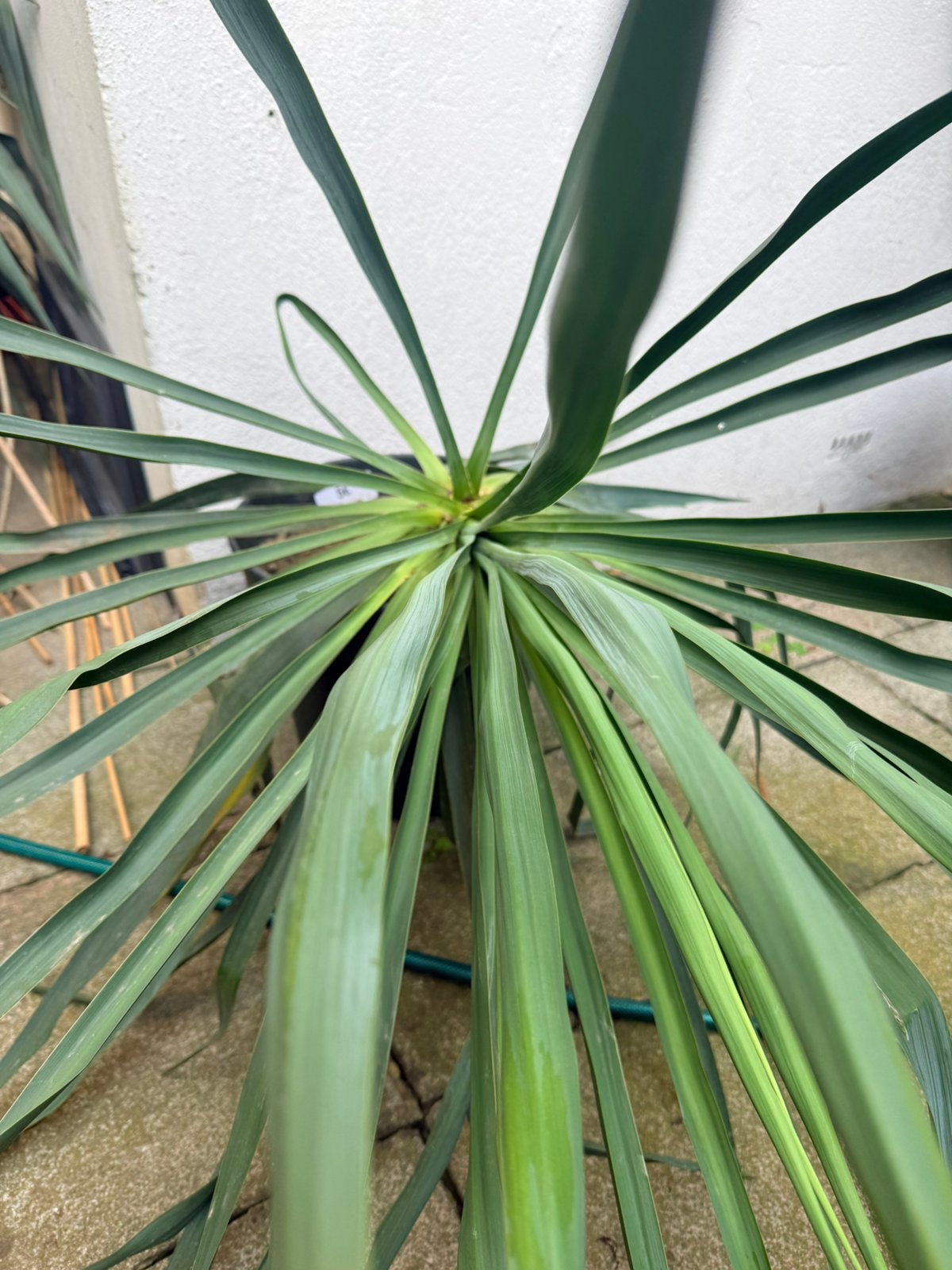 Yucca gloriosa, Ophalen