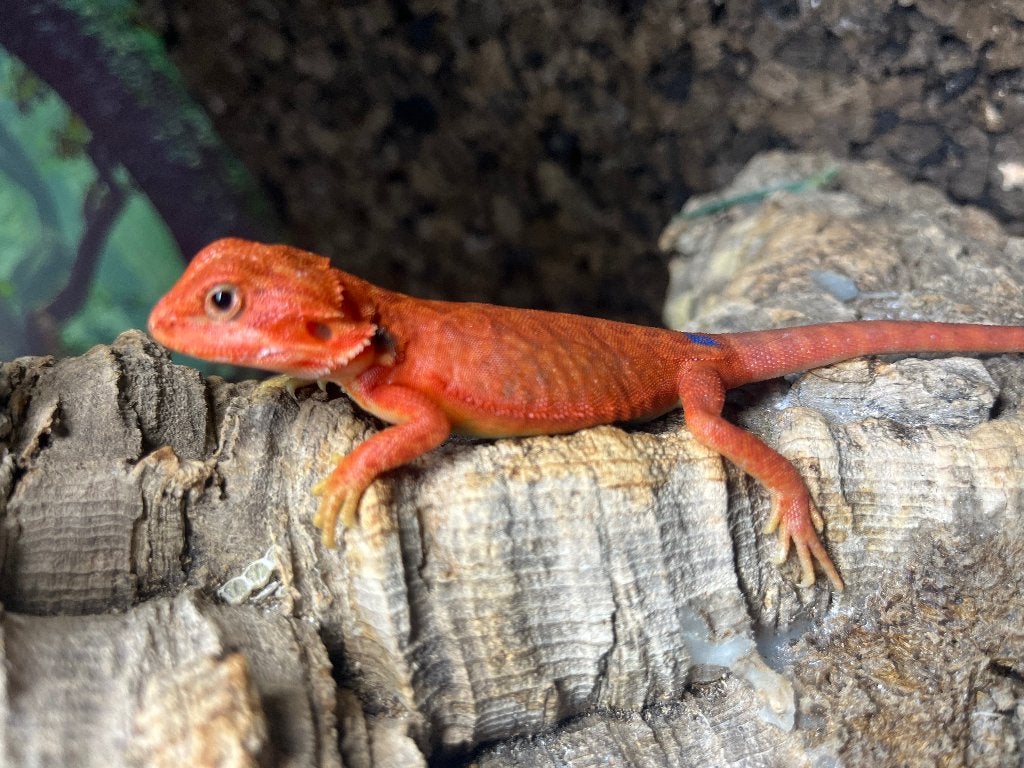 Pogona vitticeps extrême red hypo trans, Animaux & Accessoires, Reptiles & Amphibiens, Lézard, Domestique, 0 à 2 ans