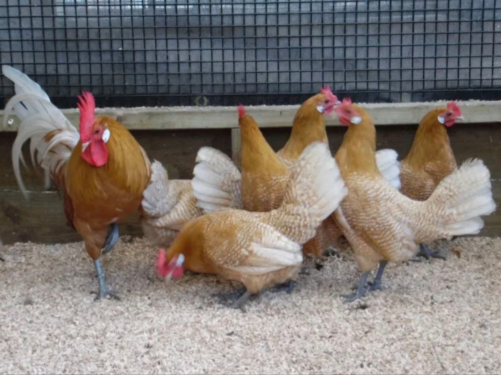 Broedeieren friese hoen, Dieren en Toebehoren, Pluimvee, Geslacht onbekend, Kip