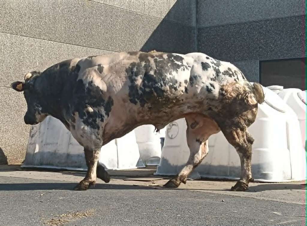 dekstier, Mâle, 3 à 6 ans
