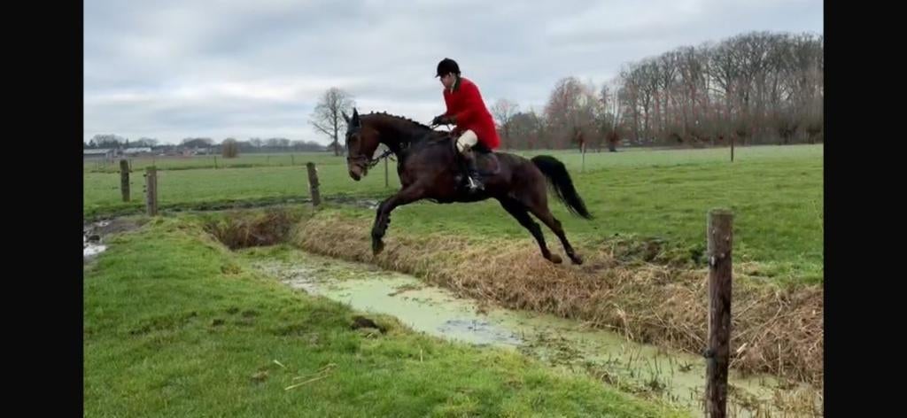 Top jachtpaard met ervaring, Dieren en Toebehoren, Merrie, Springpaard, Met stamboom, Niet van toepassing