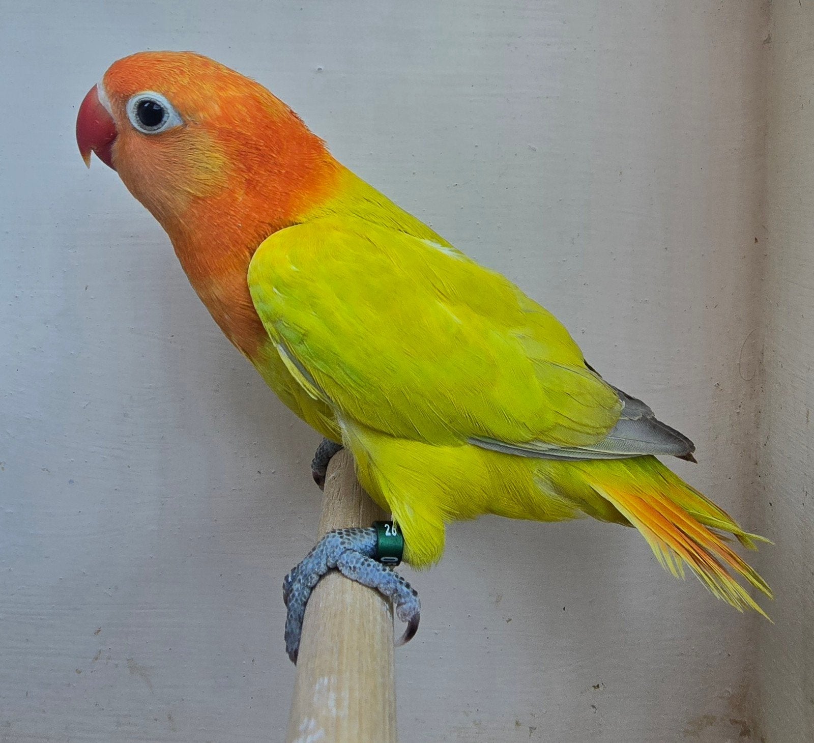 Dilute Opaline Groen Fischeri 2026, Femelle, Perroquet nain ou Inséparable, Bagué