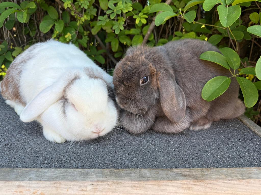 2 nhd voedsters +- 3 jaar oud en ingeent, Animaux & Accessoires, Lapins, Nain, Femelle, 3 à 5 ans, Oreilles tombantes