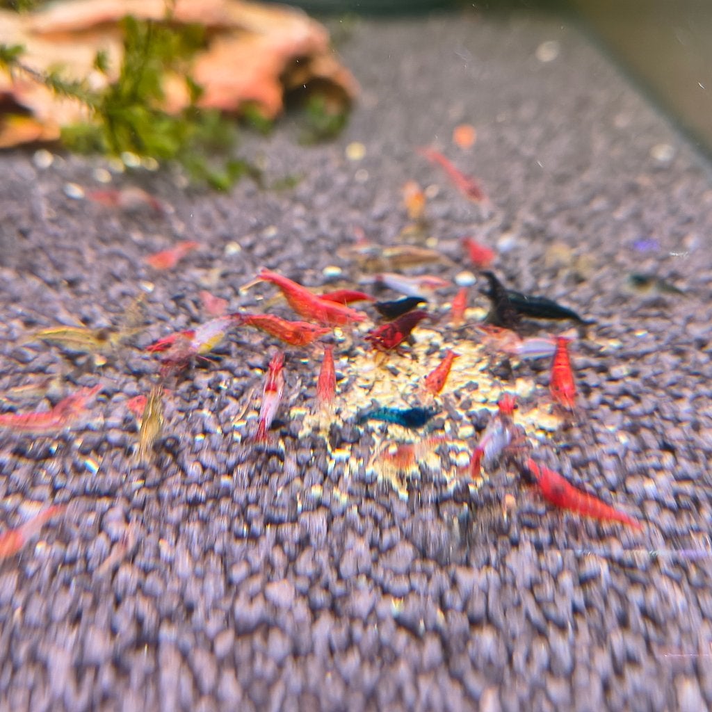 Garnalen mix opkuisploeg, Dieren en Toebehoren, Kreeft, Krab of Garnaal, Zoetwatervis