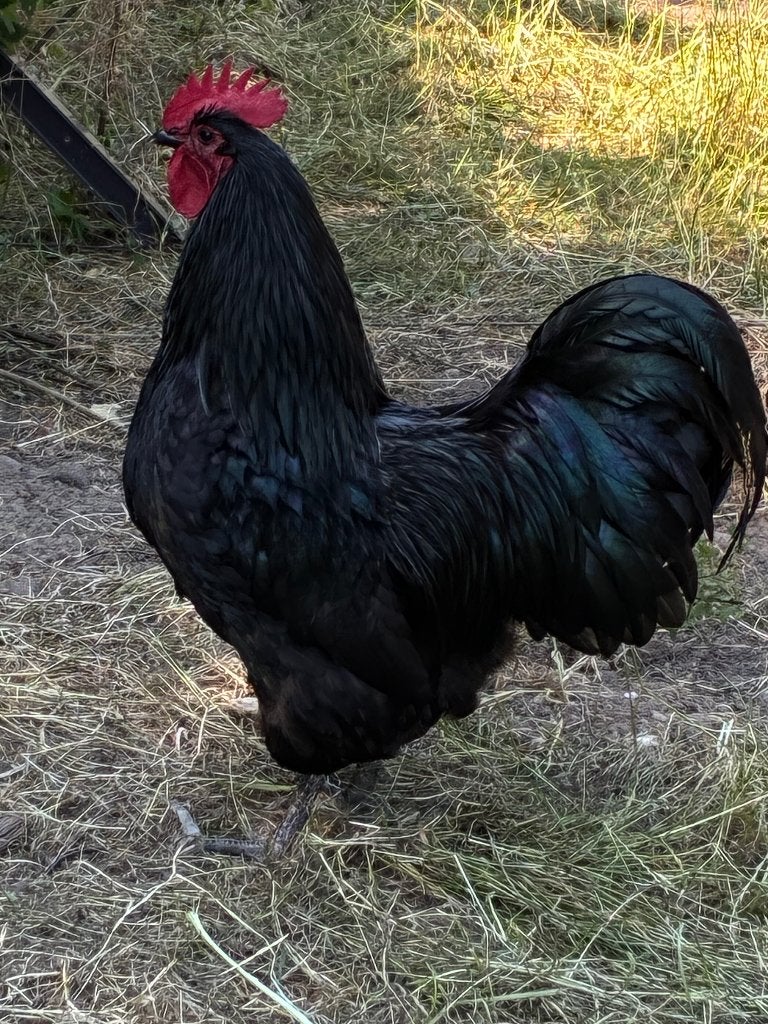 Hanen, Dieren en Toebehoren
