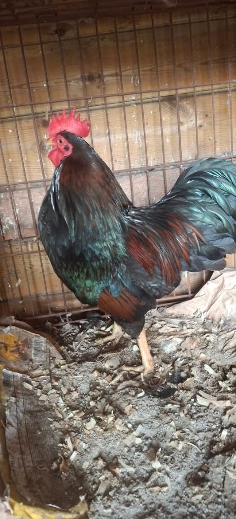 kippen, Plusieurs animaux, Poule ou poulet