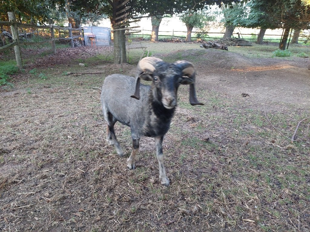 Quessant ram 14m oud, Mâle, Mouton, 0 à 2 ans