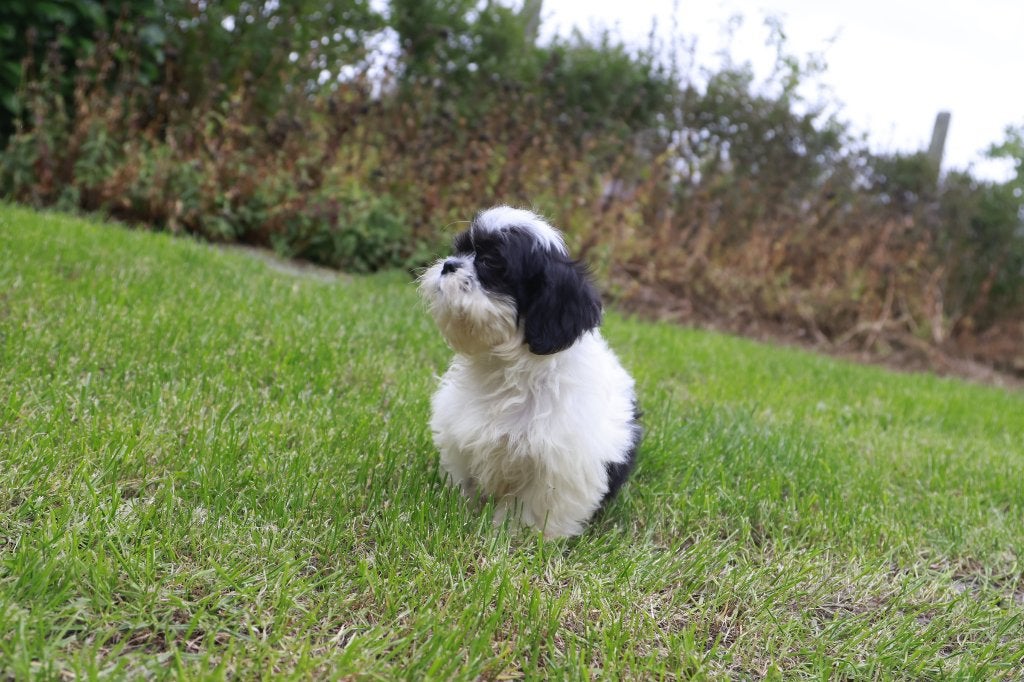 Shih Tzu puppy, wit/zwart, eigen kweek, geboren 1 juli 2026, België, CDV (hondenziekte), 8 tot 15 weken, Eén hond