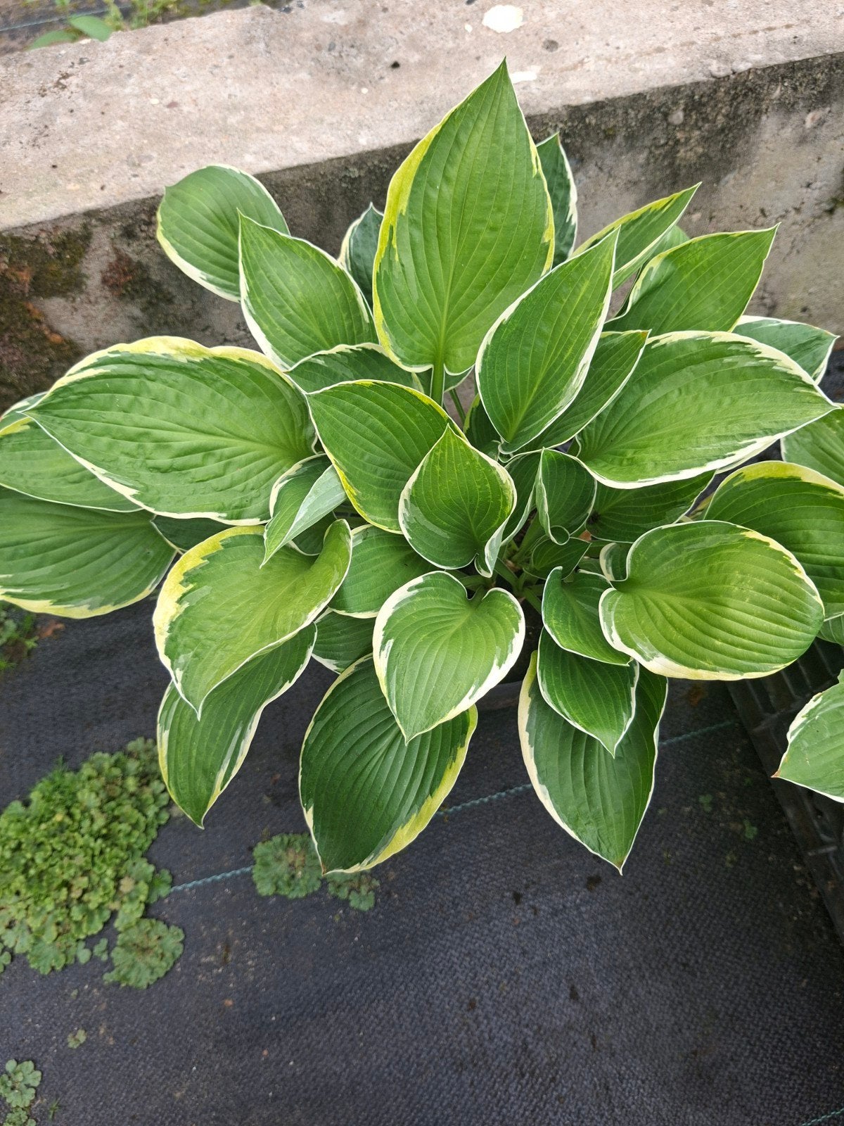 Hosta "Patriot", Jardin & Terrasse, Plantes | Jardin, Mi-ombre, Enlèvement