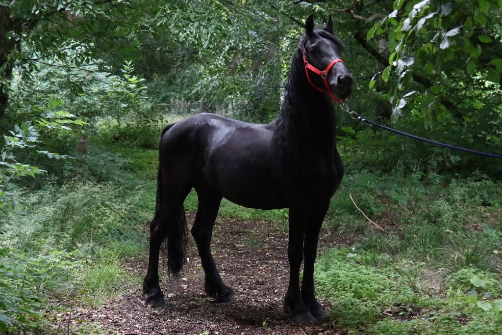 Zwarte D pony, Dieren en Toebehoren, Springpaard, Met stamboom, 3 tot 6 jaar, Zadelmak