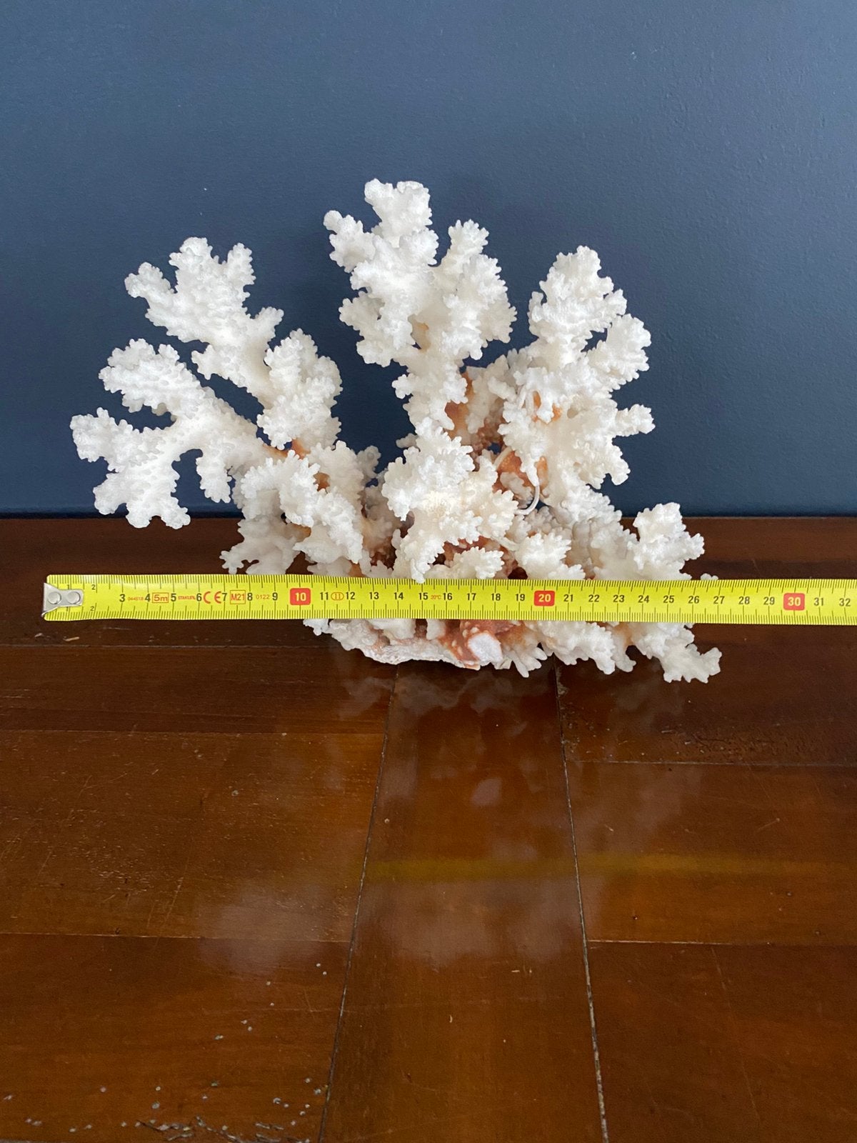 Grand corail blanc fossile, Enlèvement ou Envoi, Comme neuf