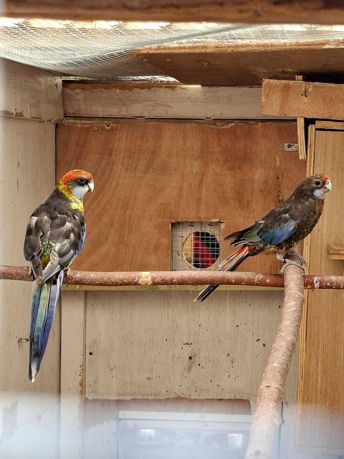Koppel rosella, Dieren en Toebehoren