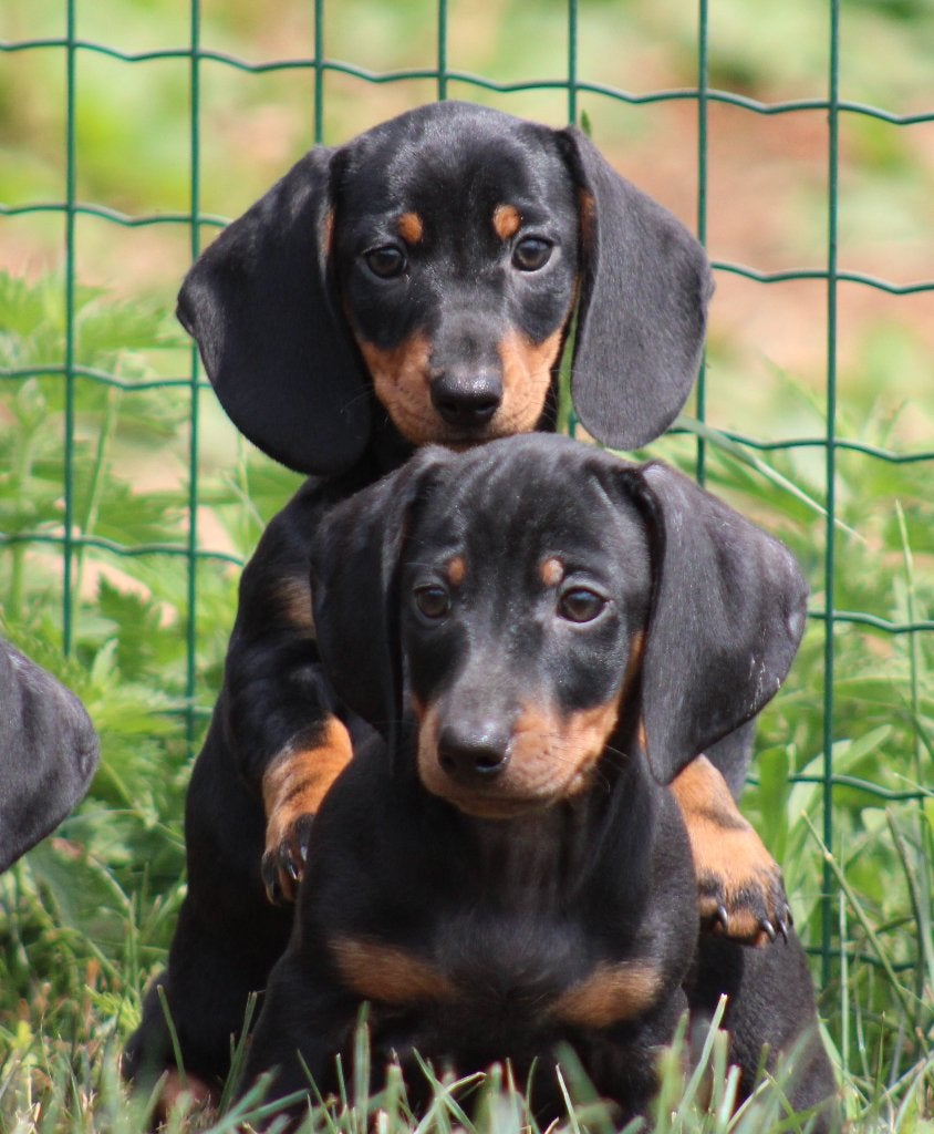 Chiots teckel à poil court noir et feu, Animaux & Accessoires, Chiens | Teckels & Bassets, Chienne, Poils courts, Nain, Éleveur | Professionnel