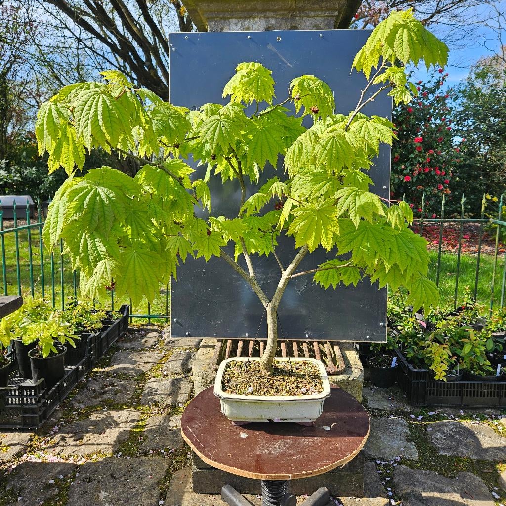 Acer 'Vitifolia' voor Bonsai, Tuin en Terras, Planten | Bomen, Ophalen