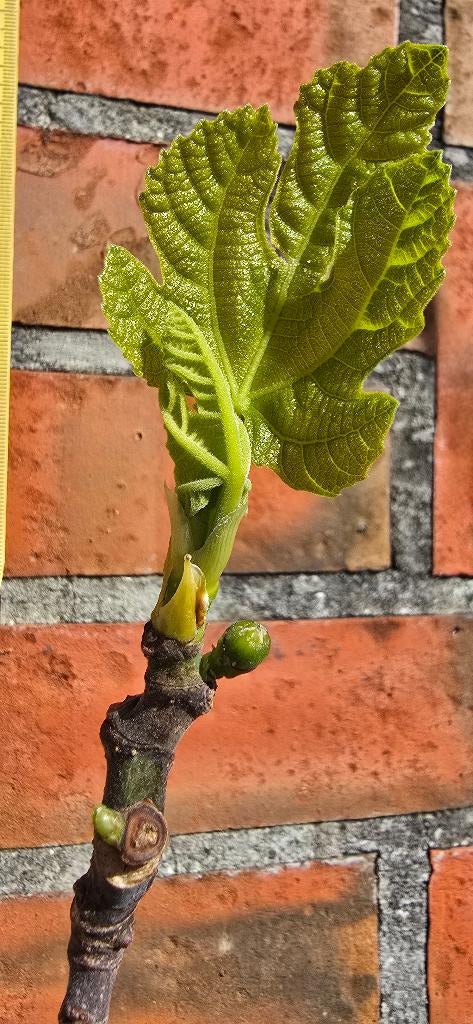 Vijgenboom 'BROWN TURKEY' vijgen boom Ficus Carica 1v6, Tuin en Terras, Ophalen, Lente, Volle zon, In pot