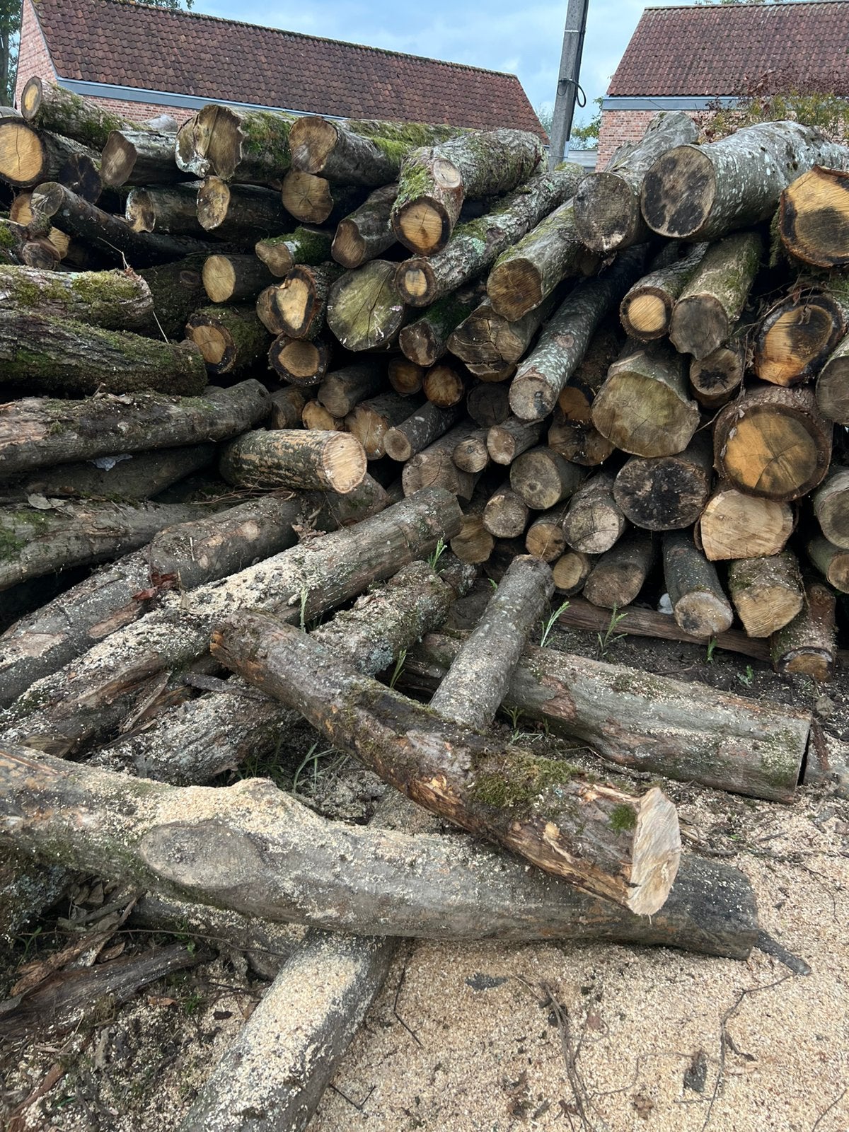 BOIS DE CHAUFFAGE EN CHÊNE/CHARME ‼️, 6 m³ ou plus, Enlèvement ou Envoi, Chêne, Bûches