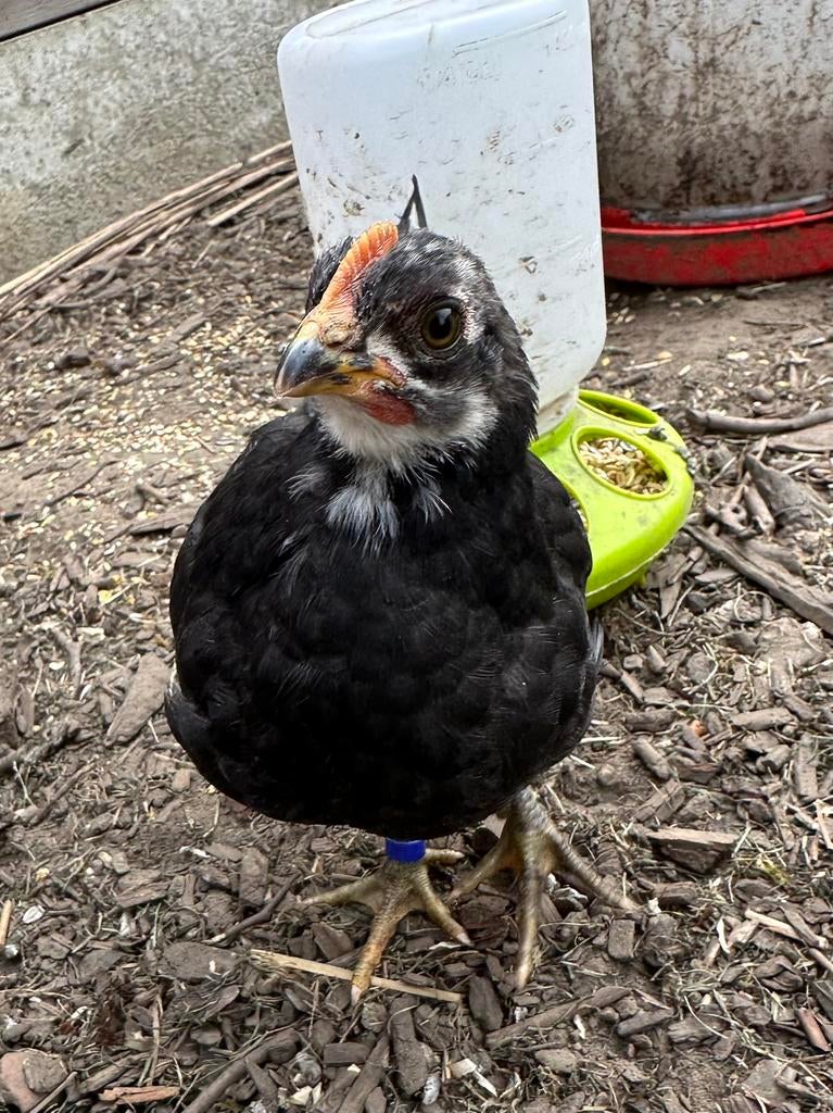 Silverudd Blue haantje, Dieren en Toebehoren, Mannelijk, Kip