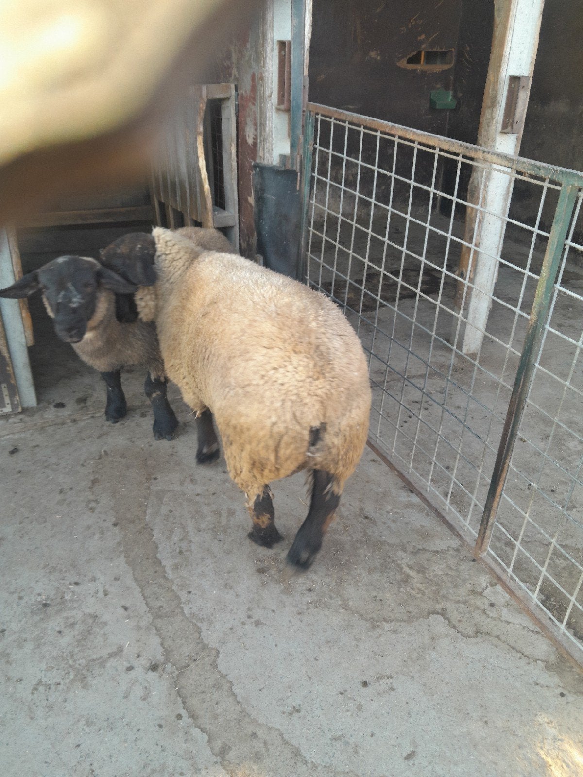 ram, Dieren en Toebehoren, Schapen, Geiten en Varkens, Mannelijk, Schaap, 0 tot 2 jaar