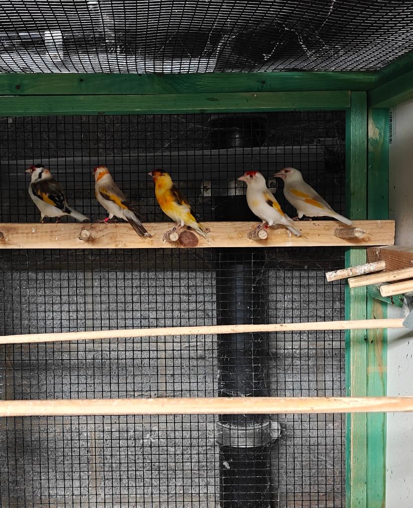 Putters majeurs, Plusieurs animaux, Oiseau chanteur sauvage, Bagué