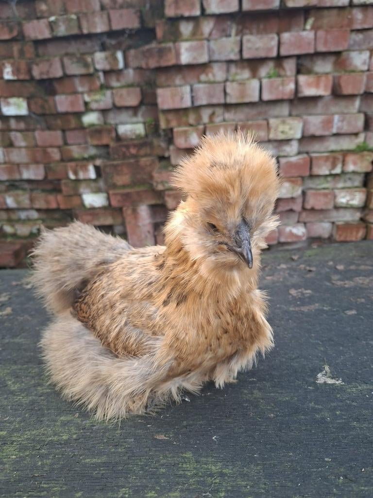 2 zijdehoentjes hennetjes, Dieren en Toebehoren, Pluimvee