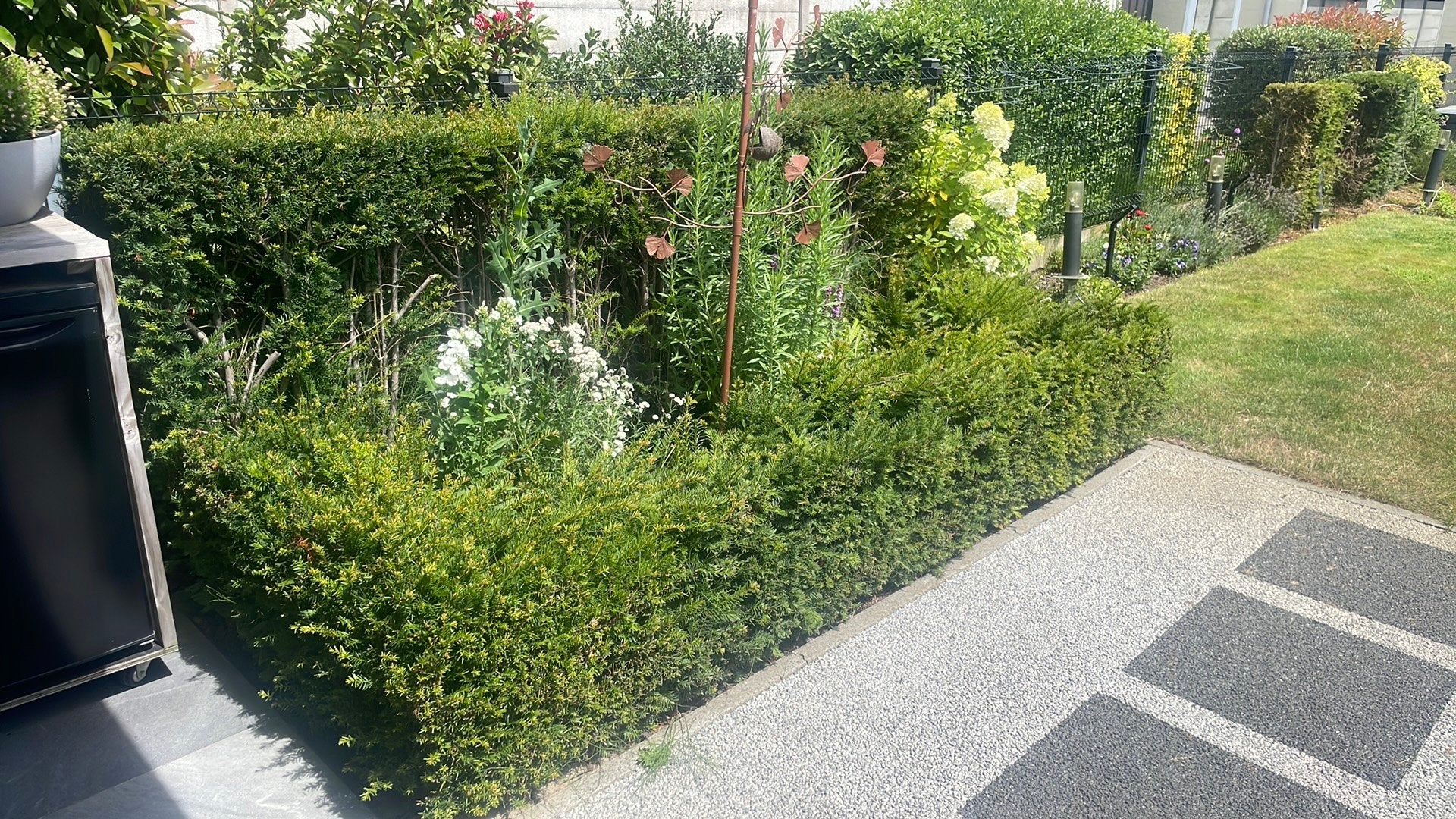 Taxushaag, Ophalen, Taxus, Haag
