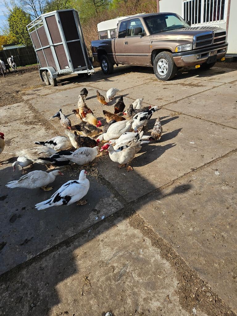Barberie eenden, Plusieurs animaux, Canard