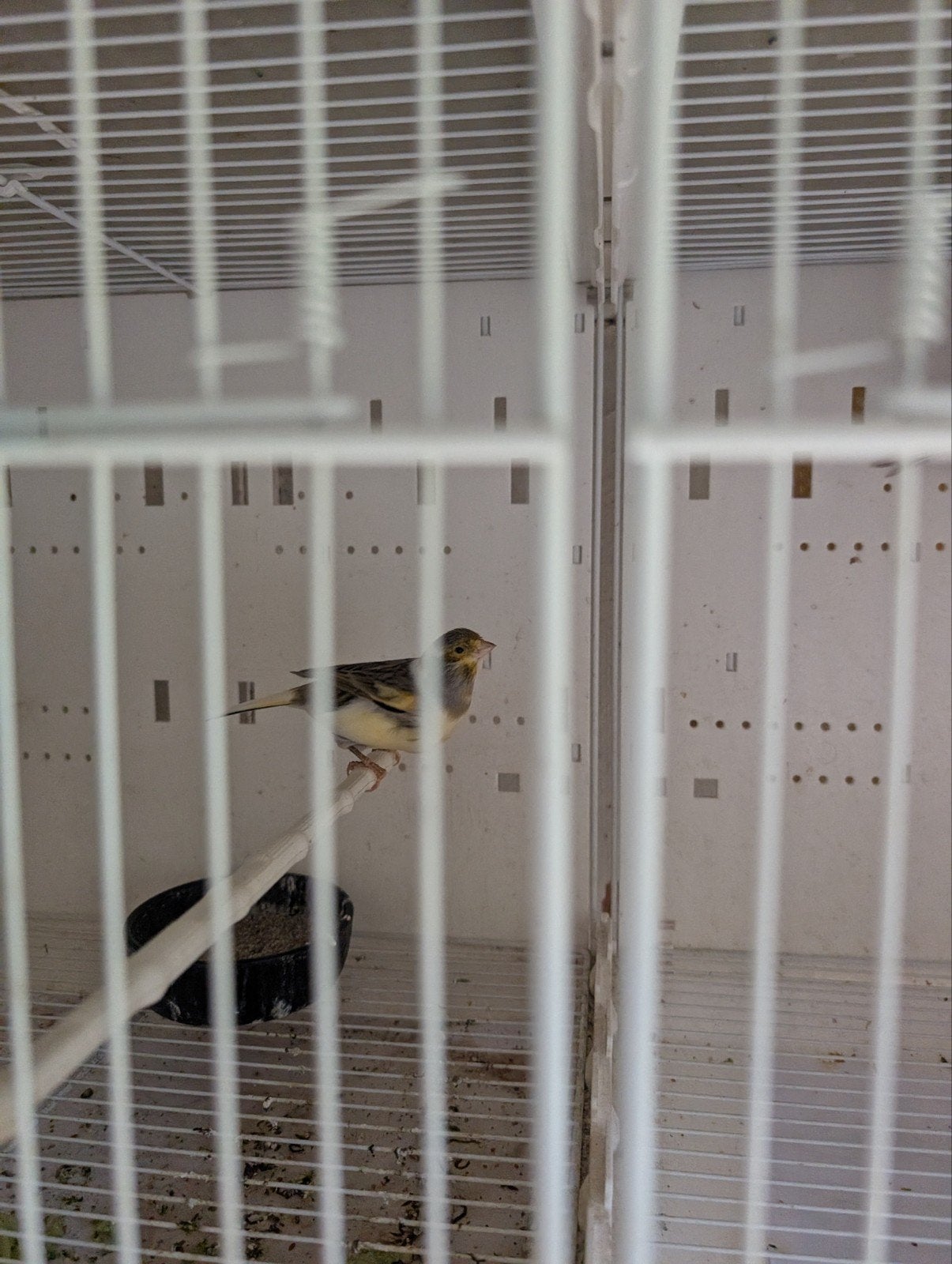 Canaris 2026 mâles, Animaux & Accessoires