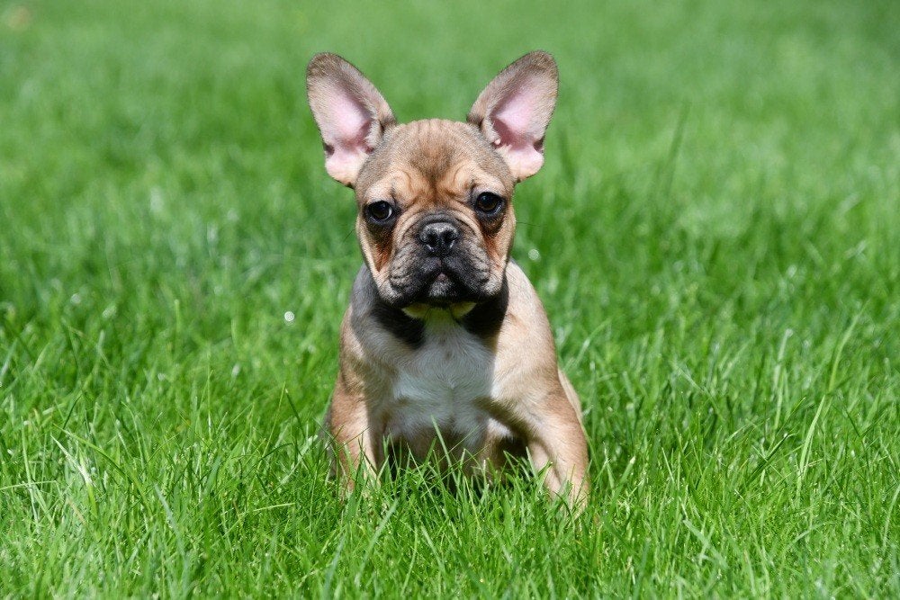 Chiots bouledogue français à vendre - belge, Maladie de Carré (chiens), Bouledogue, Plusieurs, Belgique