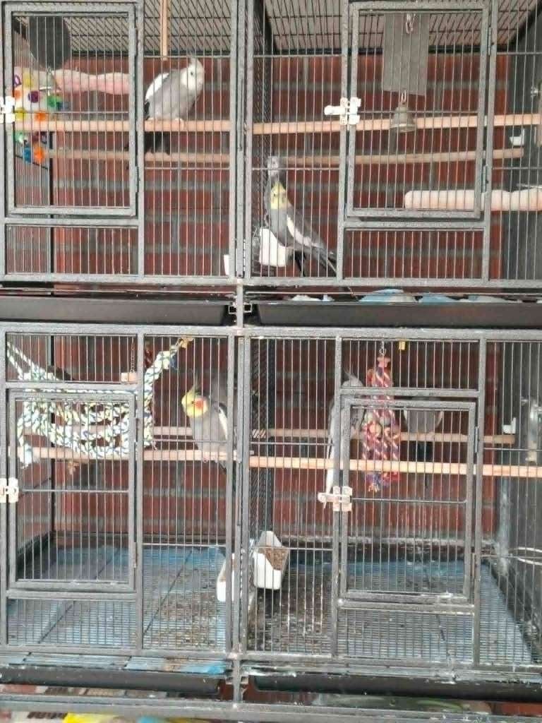valparkieten, Plusieurs animaux, Perruche