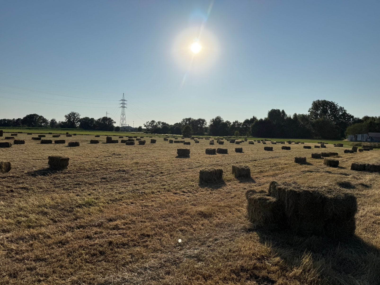 Foin frais - petits emballages