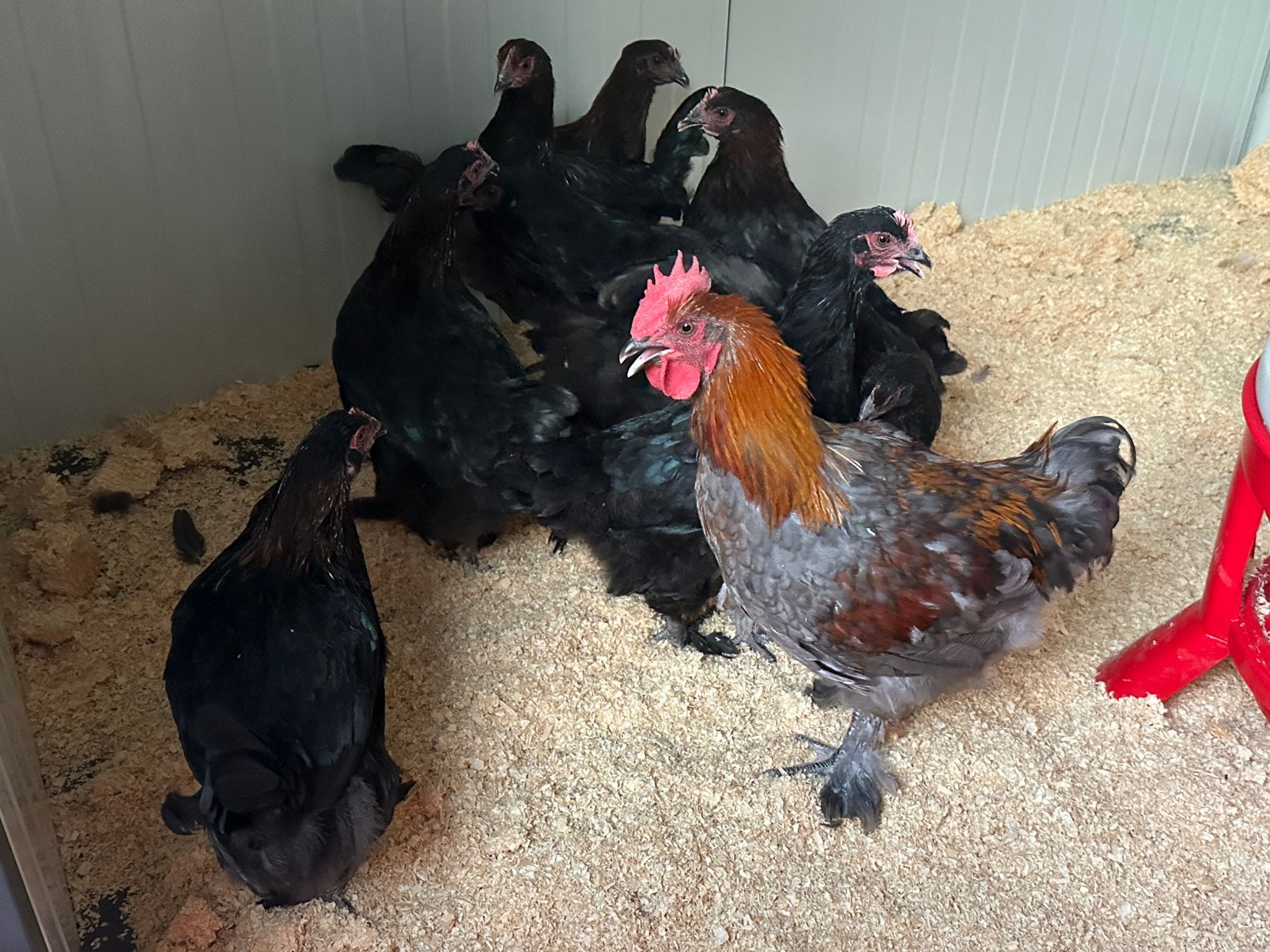 Marans koperzwart, Dieren en Toebehoren, Pluimvee