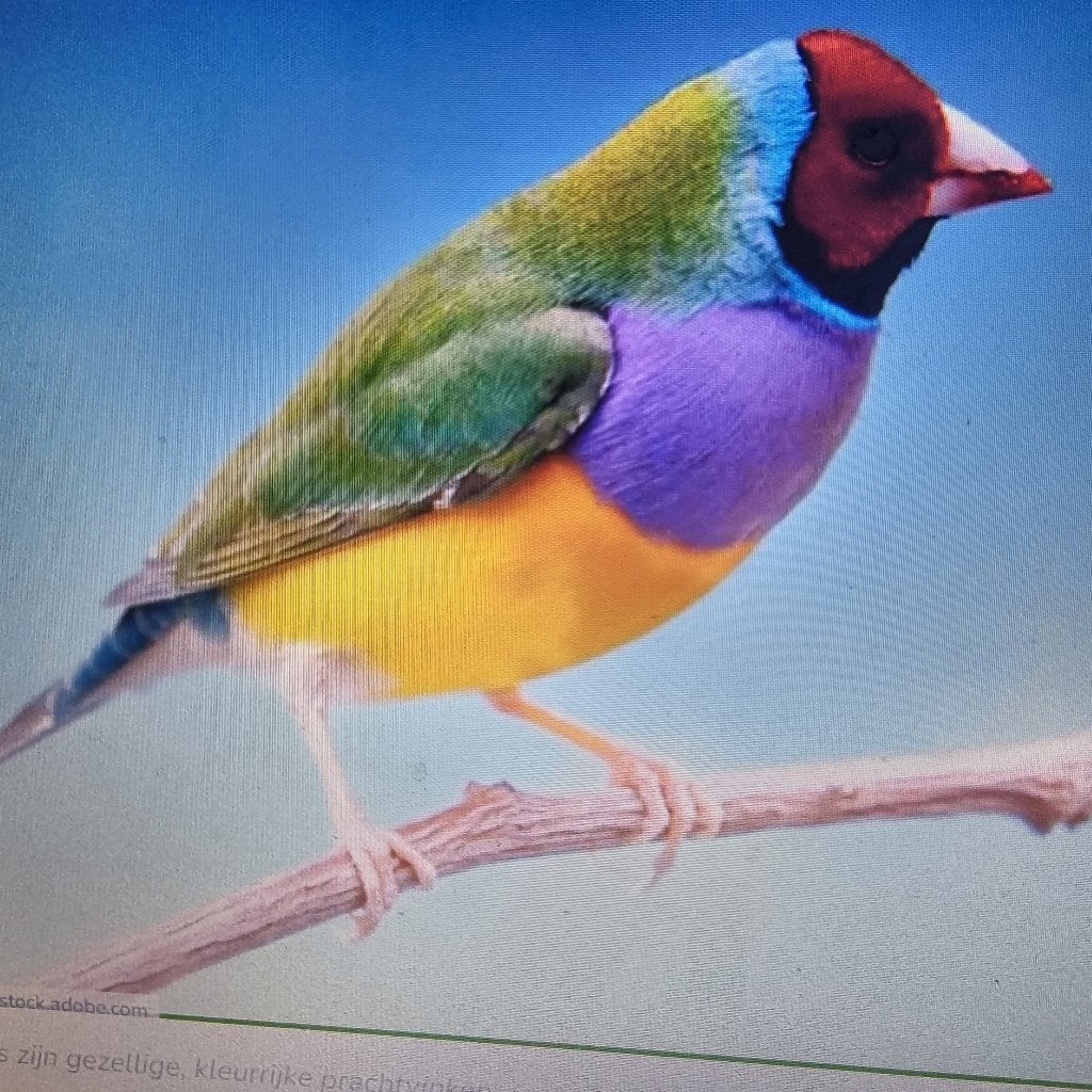 2 goulds +3 goudbuikjes+ kooien(GRATIS!!!!!), Dieren en Toebehoren, Mannelijk, Tropenvogel