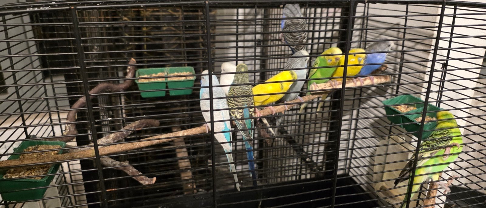 Vend 10 perruches en très bonne santé (avec ou sans cage), Perruche