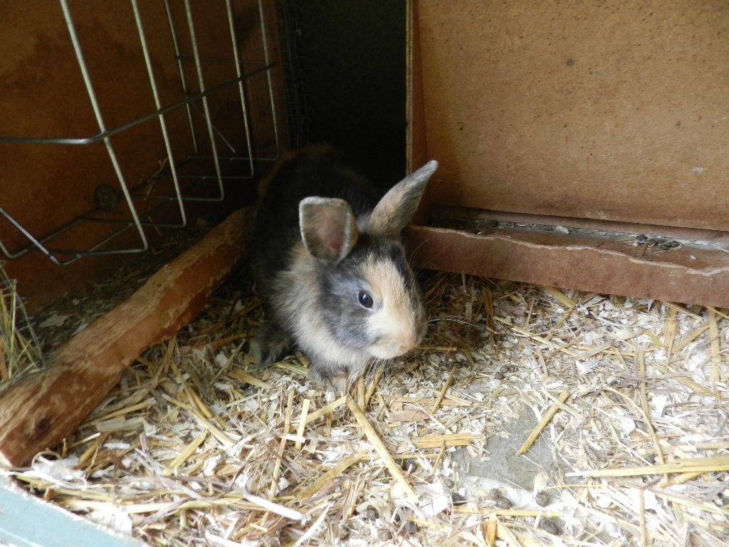 Dwergkonijnen, Dieren en Toebehoren, Mannelijk, Klein