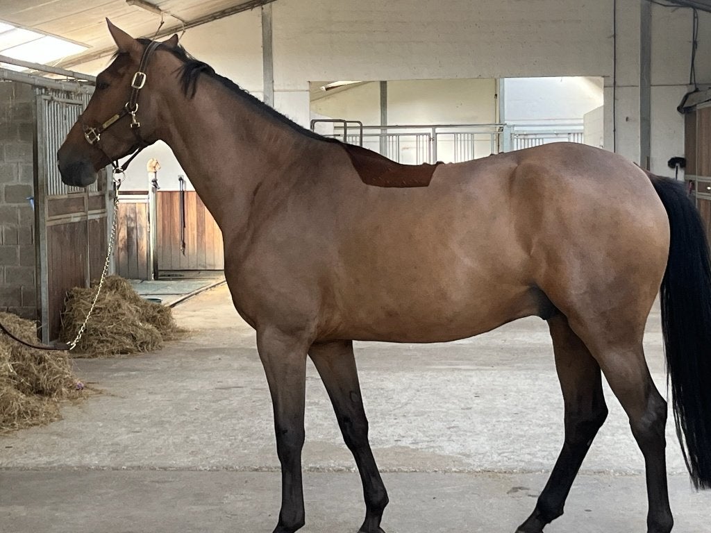 5 jarige ruin Halifax van het Kluizebos x NonStop, Animaux & Accessoires, Chevaux, Hongre, B, 165 à 170 cm, 3 à 6 ans, Cheval de saut
