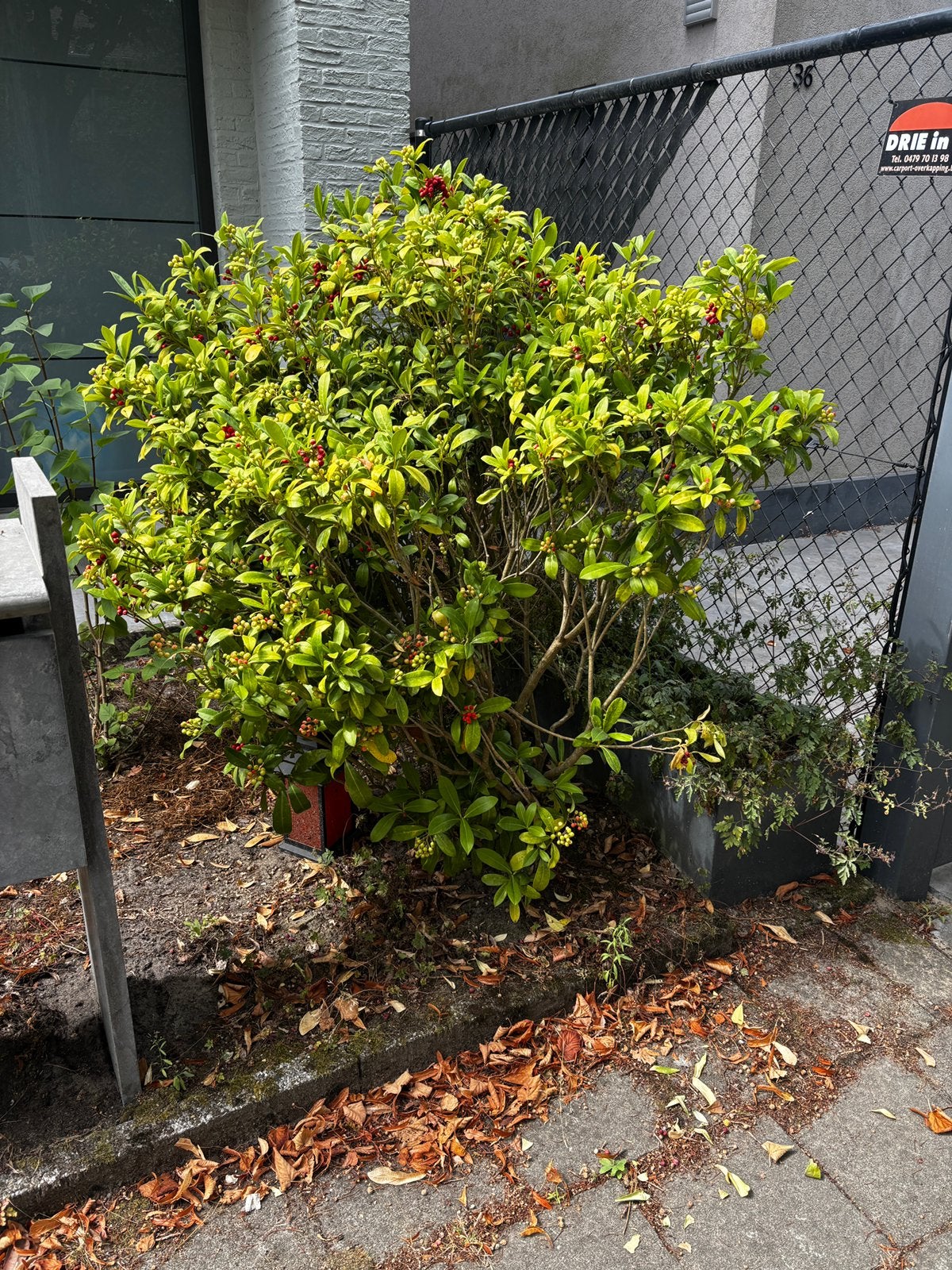 Plant gratis, Ophalen