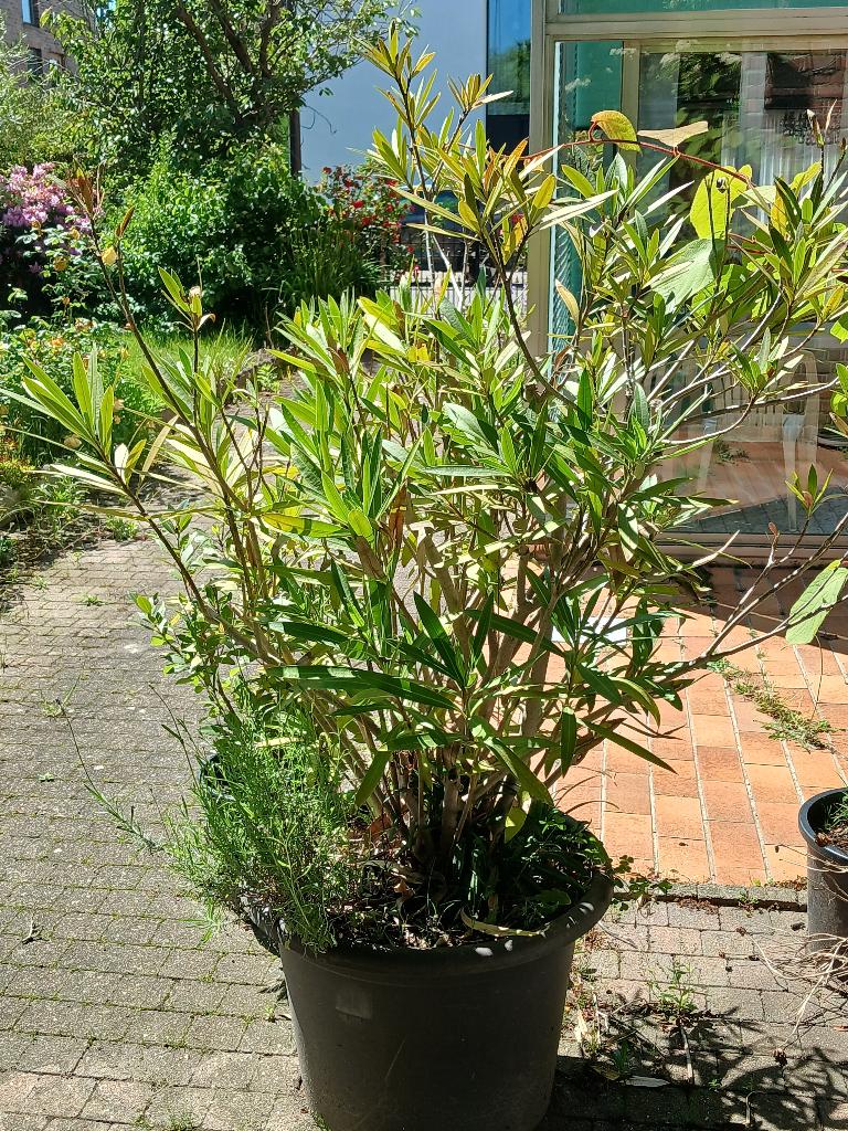 Oleader, Tuin en Terras, Planten | Tuinplanten, Ophalen, Vaste plant