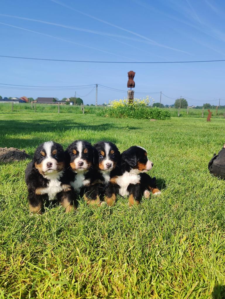 Chiots de montagne bernois nés à la ferme, Autres races, 8 à 15 semaines, Plusieurs, Éleveur | Loisir